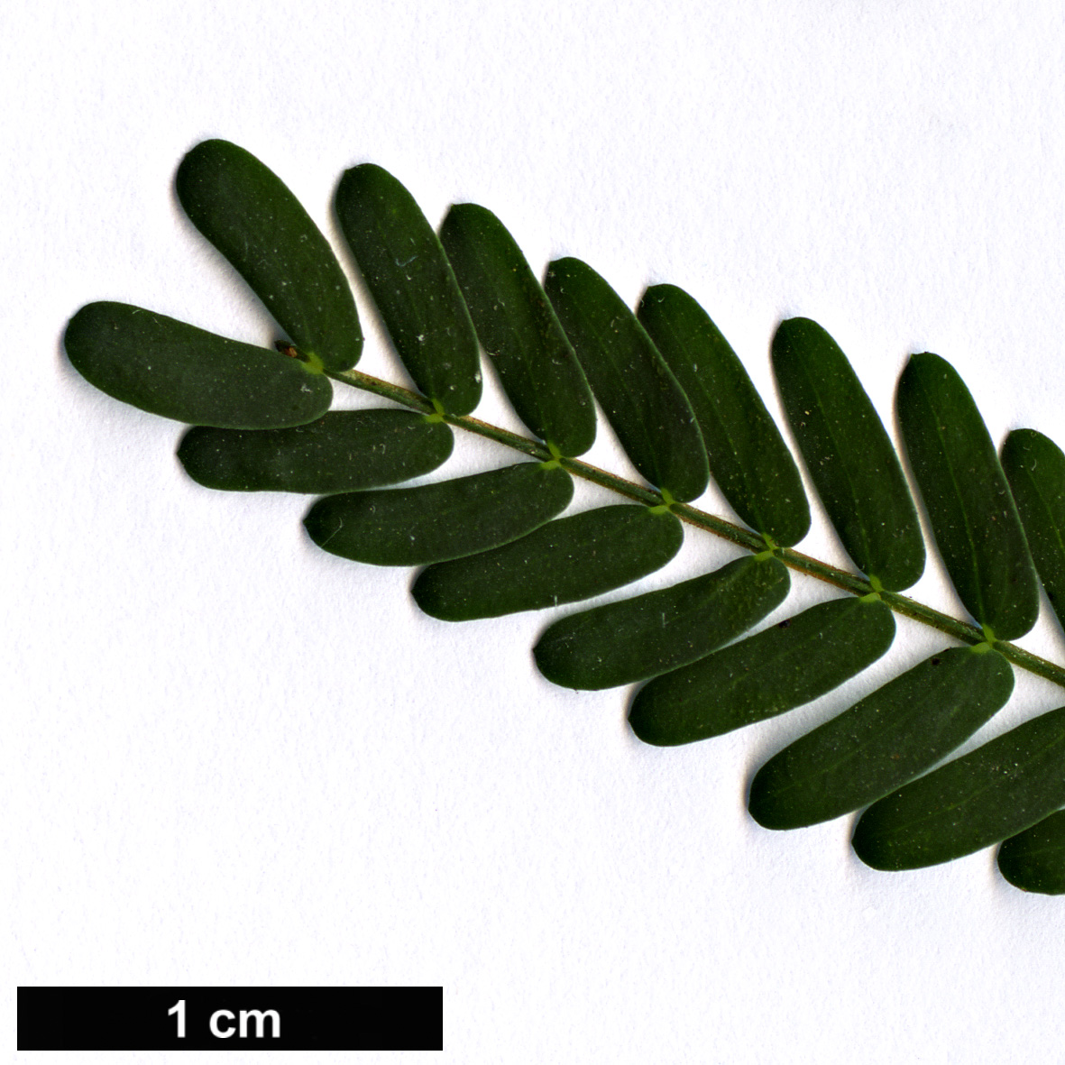 High resolution image: Family: Fabaceae - Genus: Acacia - Taxon: implexa